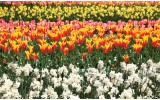 Fotobehang Papier Tulpen, Bloemen | Oranje | 254x184cm