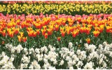 Fotobehang Vlies | Tulpen, Bloemen | Oranje | 368x254cm (bxh)