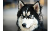 Fotobehang Vlies | Hond | Grijs, Zwart | 368x254cm (bxh)