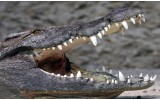 Fotobehang Vlies | Alligator | Grijs | 368x254cm (bxh)