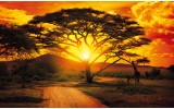 Fotobehang Natuur, Boom | Oranje | 104x70,5cm