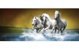 Fotobehang Paarden | Blauw, Wit | 250x104cm