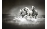 Fotobehang Vlies | Paarden | Zwart, Wit | 368x254cm (bxh)
