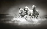 Fotobehang Paarden | Zwart, Wit | 152,5x104cm