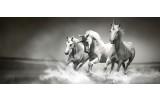 Fotobehang Paarden | Zwart, Wit | 250x104cm