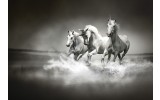 Fotobehang Vlies | Paarden | Zwart, Wit | 368x254cm (bxh)