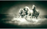 Fotobehang Paarden | Grijs, Groen | 416x254