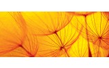 Fotobehang Abstract | Geel, Oranje | 250x104cm