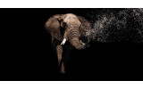vliesbehang fotobehang  vlies | olifant 510x260cm